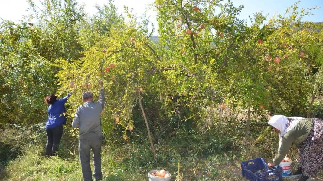 Antalya’da Kadınların Elinden Altın Değerinde Nar Ekşisi! 8